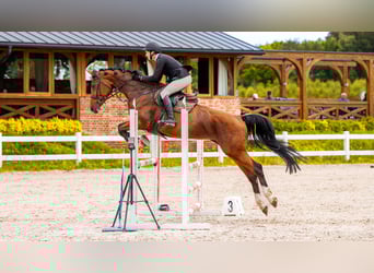 Hannoveraan, Merrie, 8 Jaar, 170 cm, Bruin