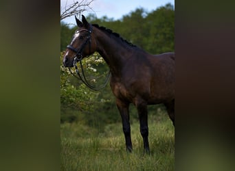 Hannoveraan, Merrie, 8 Jaar, 170 cm, Donkerbruin