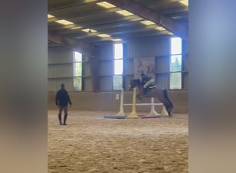 Hannoveraan, Merrie, 8 Jaar, 170 cm, Donkerbruin