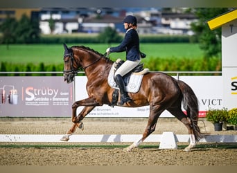 Hannoveraan, Merrie, 8 Jaar, 170 cm, Donkere-vos