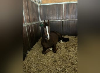 Hannoveraan, Merrie, 8 Jaar, 170 cm, Donkere-vos