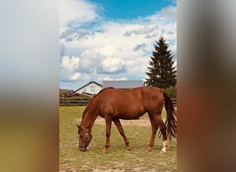 Hannoveraan, Merrie, 8 Jaar, 170 cm, Donkere-vos