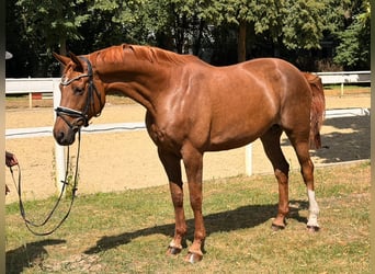 Hannoveraan, Merrie, 8 Jaar, 170 cm, Vos
