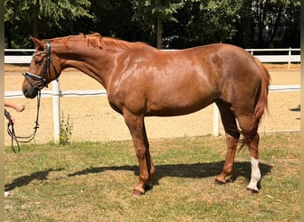 Hannoveraan, Merrie, 8 Jaar, 170 cm, Vos