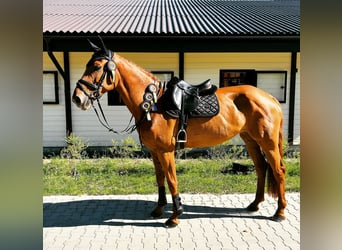 Hannoveraan, Merrie, 8 Jaar, 170 cm, Vos