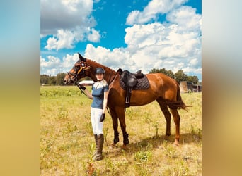 Hannoveraan, Merrie, 8 Jaar, 170 cm, Vos