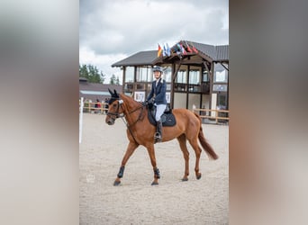 Hannoveraan, Merrie, 8 Jaar, 170 cm, Vos