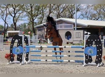 Hannoveraan, Merrie, 8 Jaar, 170 cm, Vos