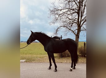 Hannoveraan, Merrie, 8 Jaar, 170 cm, Zwart