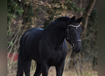 Hannoveraan, Merrie, 8 Jaar, 170 cm, Zwart