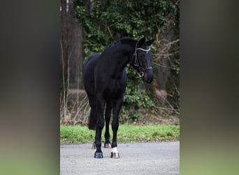 Hannoveraan, Merrie, 8 Jaar, 170 cm, Zwart