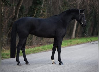 Hannoveraan, Merrie, 8 Jaar, 170 cm, Zwart