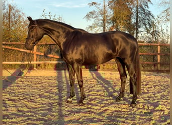 Hannoveraan, Merrie, 8 Jaar, 170 cm, Zwart