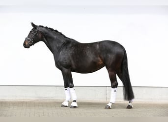 Hannoveraan, Merrie, 8 Jaar, 170 cm, Zwartbruin