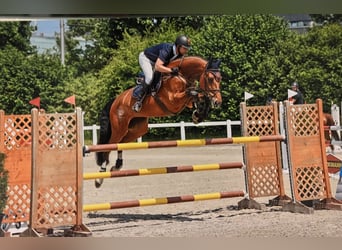 Hannoveraan, Merrie, 8 Jaar, 171 cm, Bruin