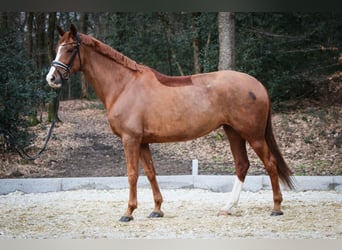Hannoveraan, Merrie, 8 Jaar, 171 cm, Vos