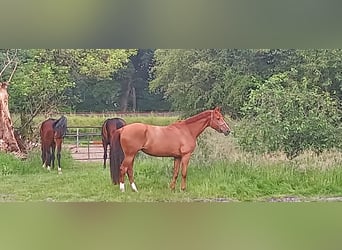 Hannoveraan, Merrie, 8 Jaar, 171 cm, Vos