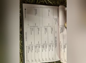 Hannoveraan, Merrie, 8 Jaar, 171 cm, Vos