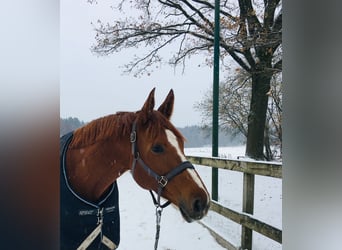 Hannoveraan, Merrie, 8 Jaar, 171 cm, Vos