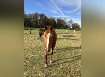 Hannoveraan, Merrie, 8 Jaar, 171 cm, Vos