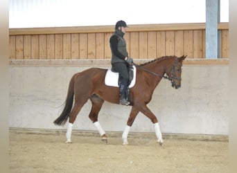 Hannoveraan, Merrie, 8 Jaar, 172 cm, Vos