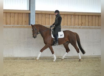 Hannoveraan, Merrie, 8 Jaar, 172 cm, Vos