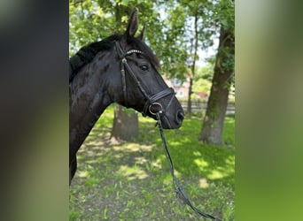 Hannoveraan, Merrie, 8 Jaar, 172 cm, Zwart