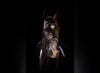 Hannoveraan, Merrie, 8 Jaar, 172 cm, Zwartbruin
