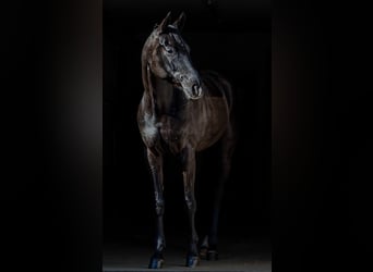 Hannoveraan, Merrie, 8 Jaar, 174 cm, Zwart