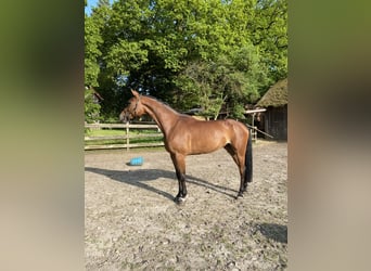 Hannoveraan, Merrie, 8 Jaar, 175 cm, Bruin