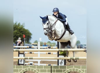 Hannoveraan, Merrie, 8 Jaar, 175 cm, Schimmel