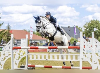 Hannoveraan, Merrie, 8 Jaar, 175 cm, Schimmel