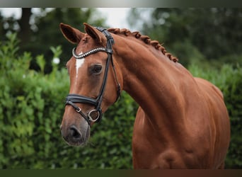 Hannoveraan, Merrie, 8 Jaar, 175 cm, Vos