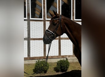 Hannoveraan, Merrie, 8 Jaar, 178 cm, Vos