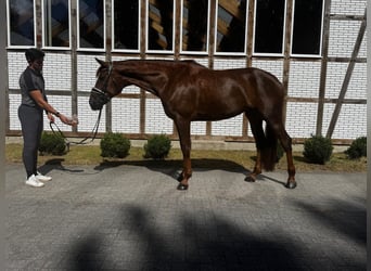 Hannoveraan, Merrie, 8 Jaar, 178 cm, Vos