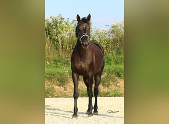 Hannoveraan, Merrie, 8 Jaar, 178 cm, Zwart