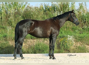 Hannoveraan, Merrie, 8 Jaar, 178 cm, Zwart