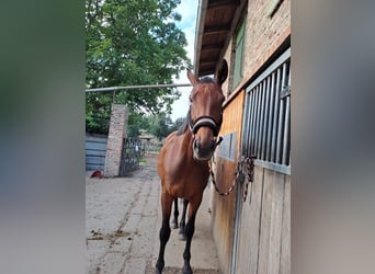 Hannoveraan, Merrie, 9 Jaar, 162 cm, Bruin