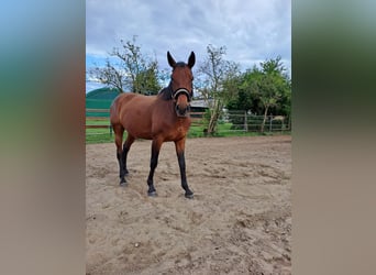 Hannoveraan, Merrie, 9 Jaar, 162 cm, Bruin