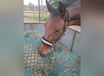 Hannoveraan, Merrie, 9 Jaar, 162 cm, Bruin