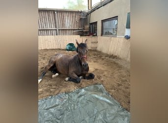 Hannoveraan, Merrie, 9 Jaar, 162 cm, Donkerbruin