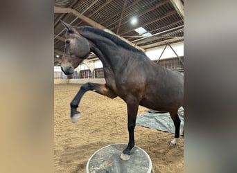 Hannoveraan, Merrie, 9 Jaar, 162 cm, Donkerbruin