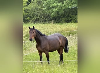 Hannoveraan, Merrie, 9 Jaar, 162 cm, Donkerbruin