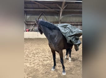 Hannoveraan, Merrie, 9 Jaar, 162 cm, Donkerbruin