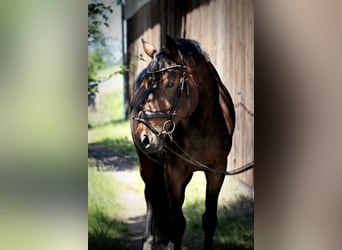 Hannoveraan, Merrie, 9 Jaar, 162 cm, Donkerbruin