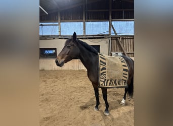 Hannoveraan, Merrie, 9 Jaar, 162 cm, Donkerbruin