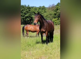 Hannoveraan, Merrie, 9 Jaar, 162 cm, Donkerbruin