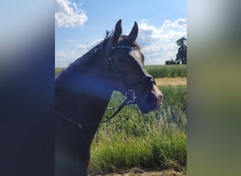 Hannoveraan, Merrie, 9 Jaar, 162 cm, Donkerbruin