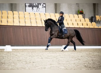 Hannoveraan, Merrie, 9 Jaar, 163 cm, Zwart