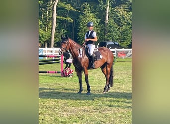 Hannoveraan, Merrie, 9 Jaar, 164 cm, Bruin